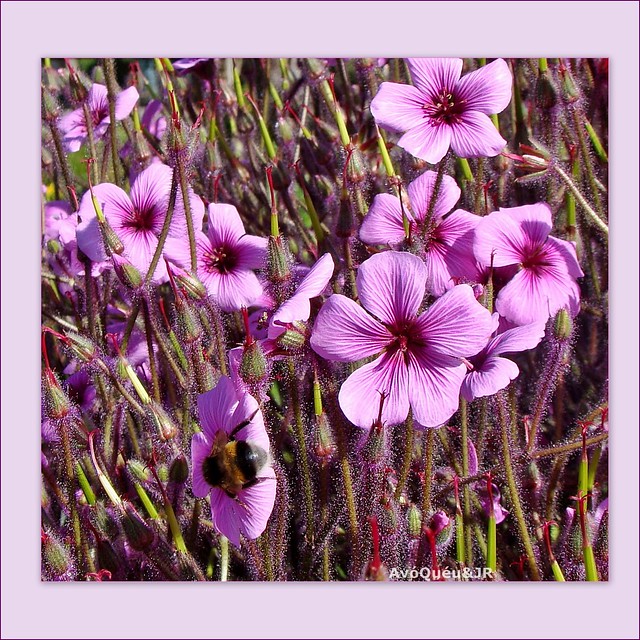 Quinta - Flor  ✿✿✿✿  Thursday-Flower