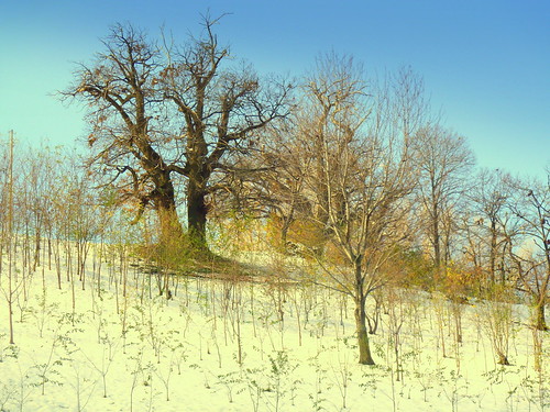 Chestnut tree by Daniele Sala Photography©, november autumn trees winter light sunset sky horses italy horse sun mountain snow tree nature color
