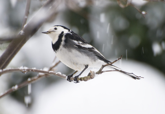 Pied Wagtail (Motacilla alba) in a Rowan Tree in the Snow (cropped version)