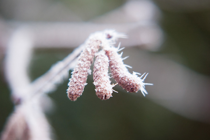 Frosted hazel catkins