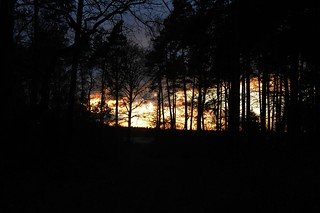 Lingen - Baccumer Wald an einem Dezemberabend SPC_5155a