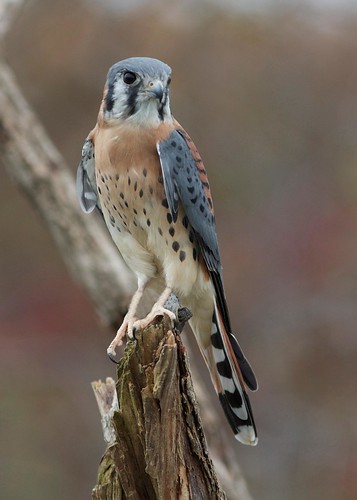 falcon birdsofprey kestrel sparrowhawk