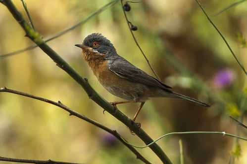 Subalpine Warbler - Monfrague - Spain_2669