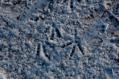 Pigeon footprints in the snow