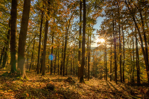 autumn sunset sun tree canon gold woods tripod sigma flare slovensko slovakia stary 1020mm hdr topaz haj photomatix 450d theodevil
