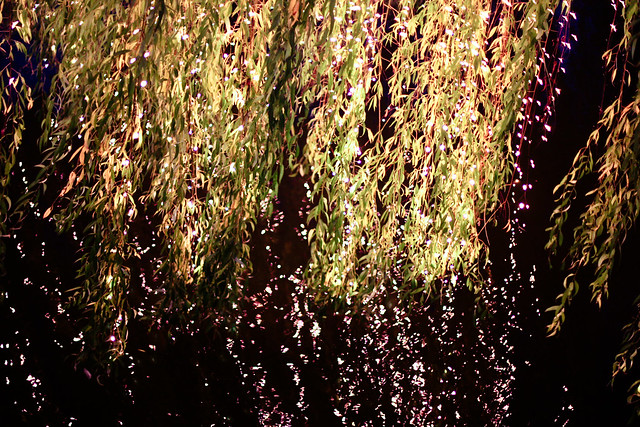 Christmas lights in weeping willows and reflection, Tivoli