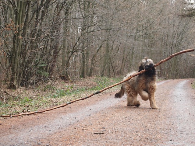 Briard playing with a branch