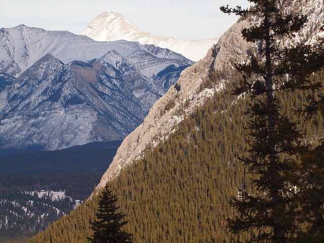 Trees on the Mountain, Banff Alberta