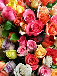 Roses | Roses-to-You.com - At Roses to You we ship premium f… | Flickr