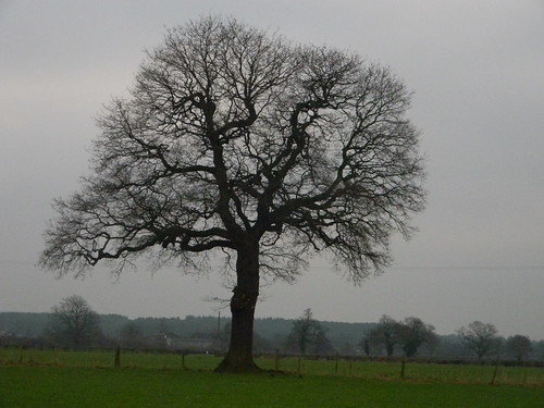 Big Tree Dorking to Reigate