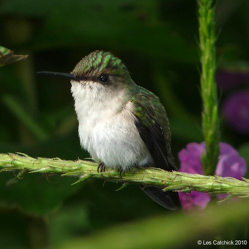 Snowcap hummingbird (Microchera albocoronata) - Female ♀ | Flickr