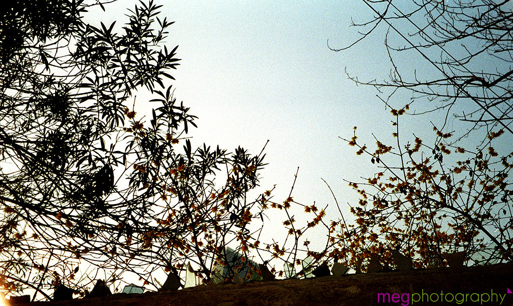 IMG587 | meg tang | Flickr