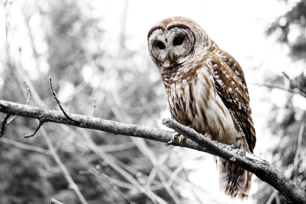 Barred Owl by SeRVe Photography
