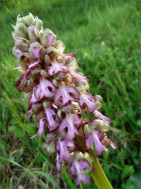 Wild Orchid - Barlia Robertiana - Himantoglossum robertianum