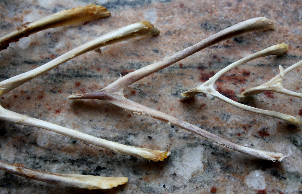 Chicken Bones | I found some chicken bones in the kitchen to… | Alanna ...