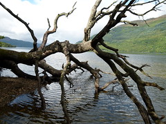 Dead tree on the shore of Loch Lomond