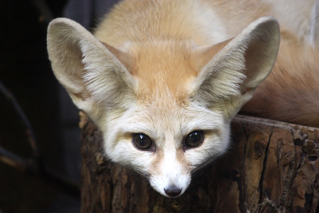 Desert fox - eye to eye