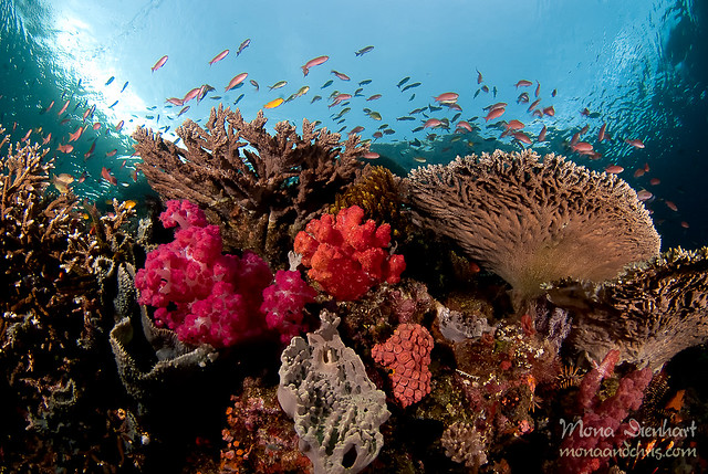 coloured reefs