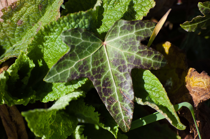 Foxglove with a fallen ivy leaf