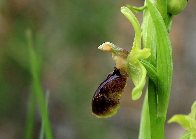 Ophrys Araignée