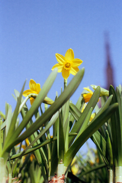 Narcissus Pseudonarcissus...