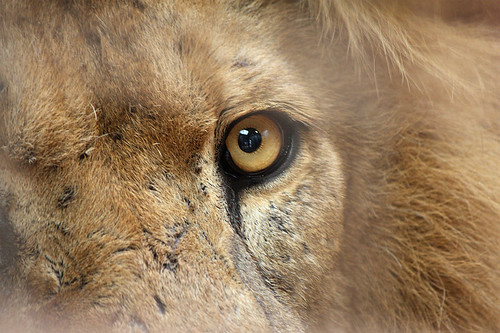 African Lion, South Lakes Wild Animal Park, Dalton-in-Furness, Cumbria, UK by Ministry