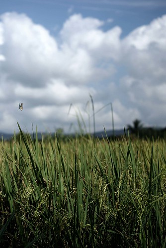 rice paddy padi paddyfield sawah