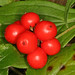 Flickr photo 'bunchberry dogwood - Cornus canadensis' by: MT Lynette.