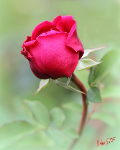 ny newyork flower rose canon bokeh 7d upstatenewyork capitaldistrict centralparkschenectady mygearandme 100mmmacrof28lisusm