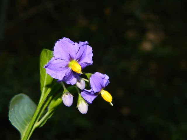 Natre (Solanum sp.)