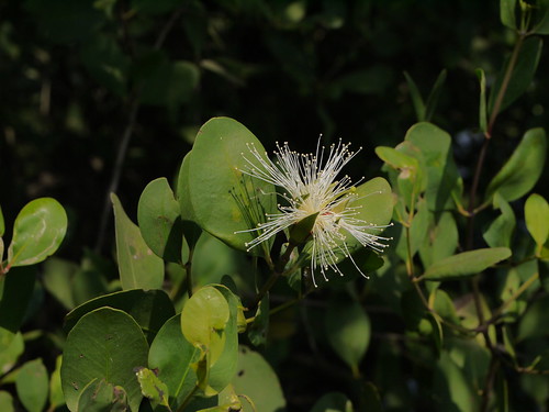 lythraceae sonneratiaceae loosestrifefamily lythrumfamily orua sonneratiaalba mangroveapplefamily chakkarakantal karpu sweetscentedmangroveapple