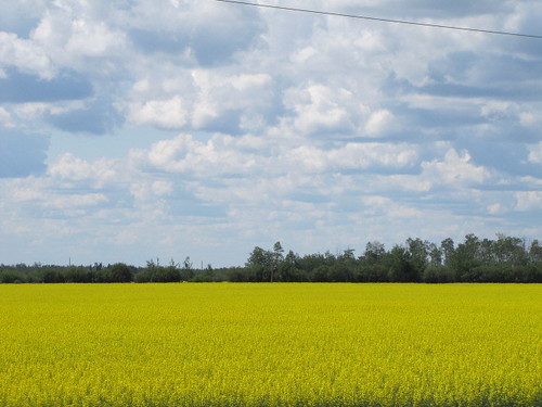 summer canada clouds rural farming alberta agriculture canola valleyview