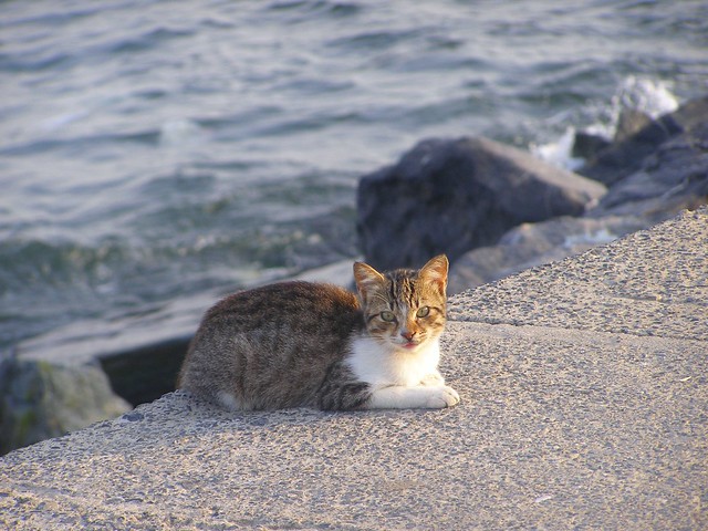 The Cat and the Sea 2