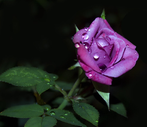 pink plant flower rose night onblack