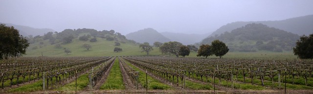 California Wine Country in the Rain