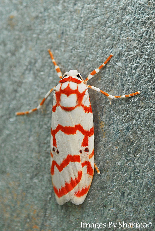 Red Spotted Moth by Sharma D. Pillai