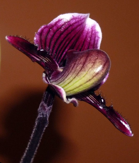 under Paphiopedilum Hsinying Glory '#2' x fairrieanum hybrid orchid, 1st bloom 1-11*