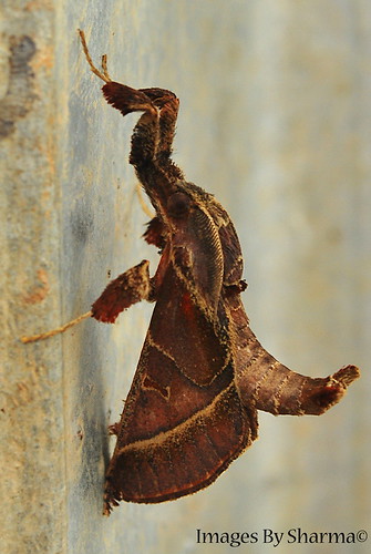 Funny Looking Moth by Sharma D. Pillai