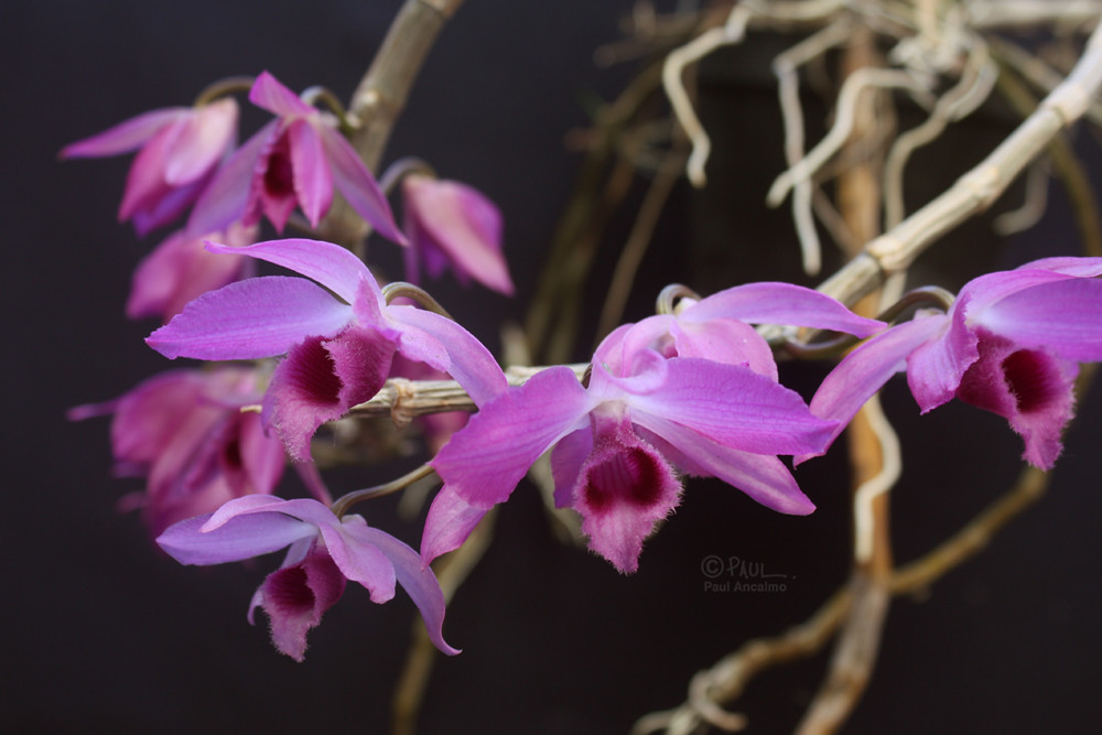 Dendrobium Nestor | Leon Verde | Flickr