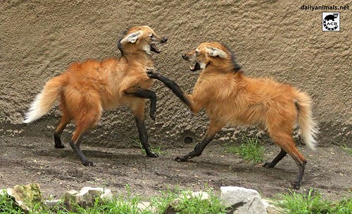 I hit you with paw! | by jaffa_tamarin