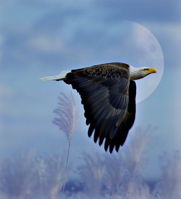 Fly LIke an Eagle....................