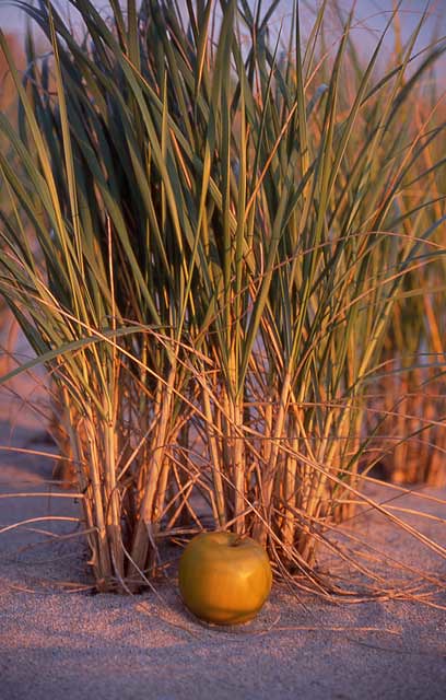Green Apple and Sea Grass, Cape Cod