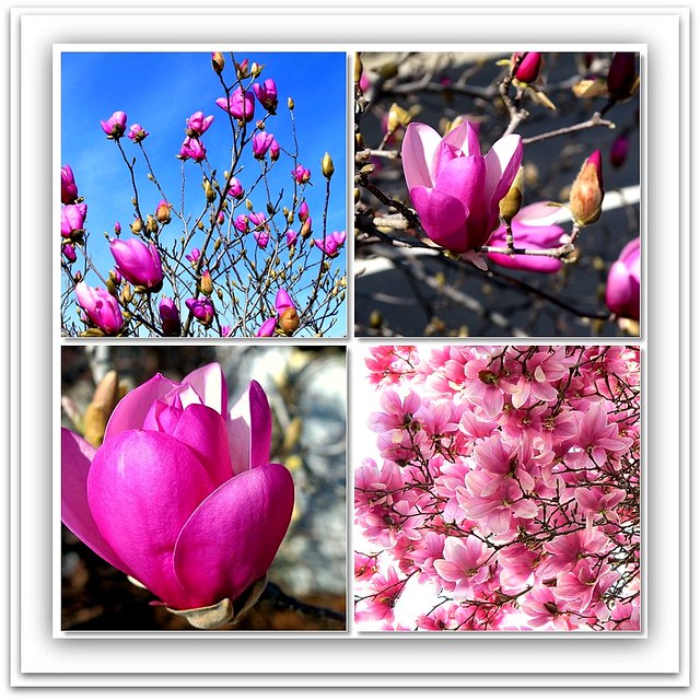 Japanese - Saucer Magnolia: LIFECYCLE