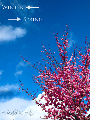 pink flowers blue winter tree santabarbara clouds spring end bloom sakura arrival goleta