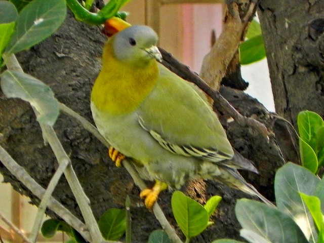 My Garden--Yellow-necked pigeon !!