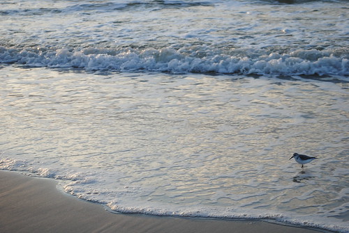 morning november reflection bird beach gulfofmexico water silhouette sunrise coast al sand nikon waves alabama shore gulfshores 2010 gulfcoast baldwincounty d3000 november2010 nikond3000