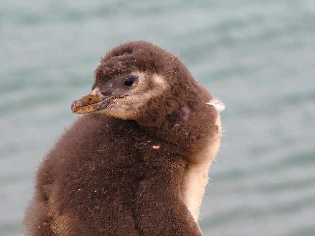 Baby Magellanic Penguin-Peninsula Valdes-Patagonia-Argentina