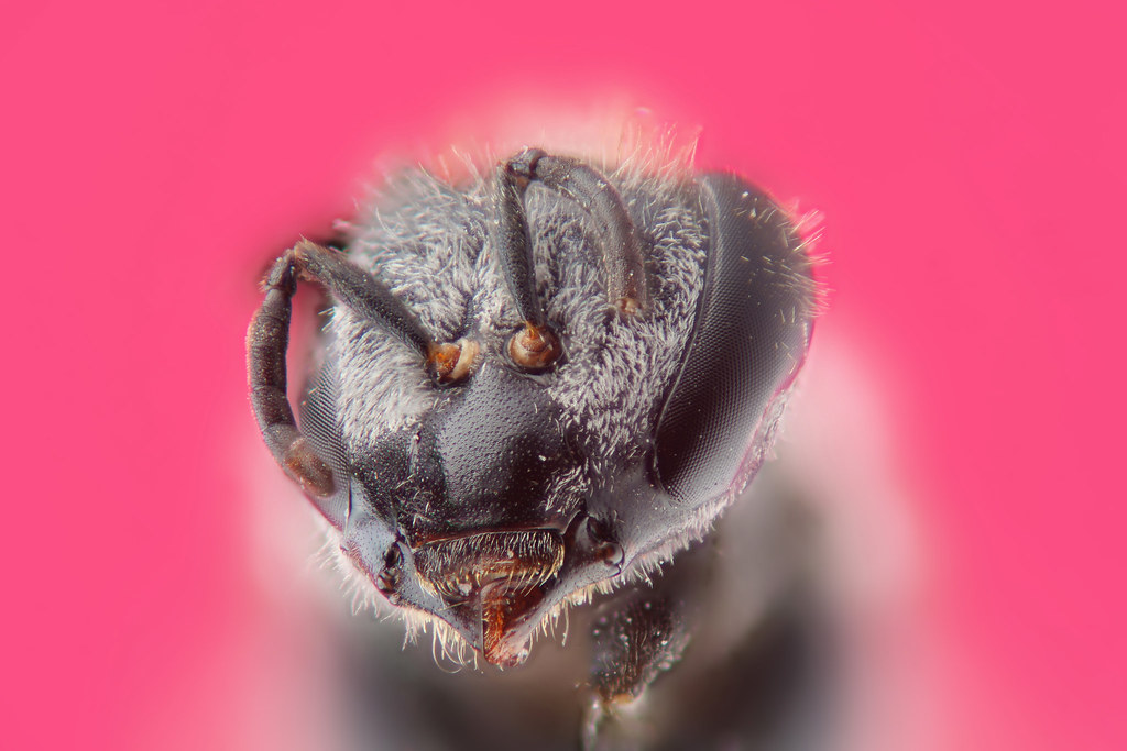 bee head by nanomet's
