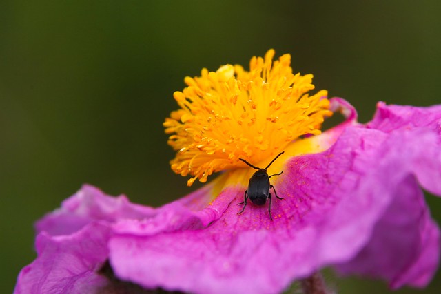 Rock Rose and Insect