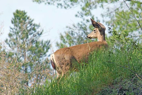 Alert Deer | by Photography Of Dianne Mullikin